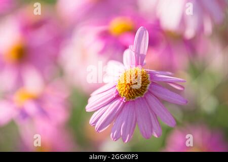 Marguerite rose Daisy (Argyranthemum frutescens), fond floral flou Banque D'Images