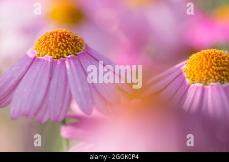 Fleurs Marguerite rose (Argyranthemum frutescens), fond rose flou Banque D'Images