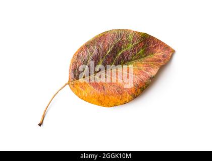 Gros plan d'une belle feuille d'automne colorée isolée sur fond blanc Banque D'Images