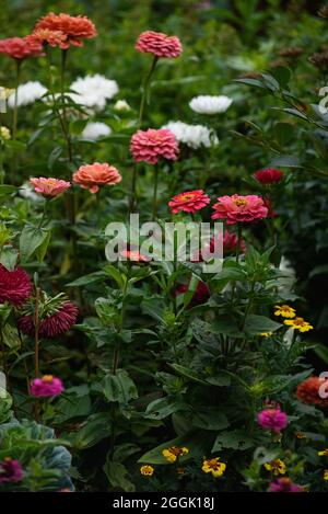 Un lit de fleurs avec des zinnies dans le jardin à la fin de l'été. Banque D'Images