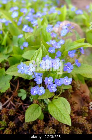 Commémoration (Omphalodes verna) Banque D'Images