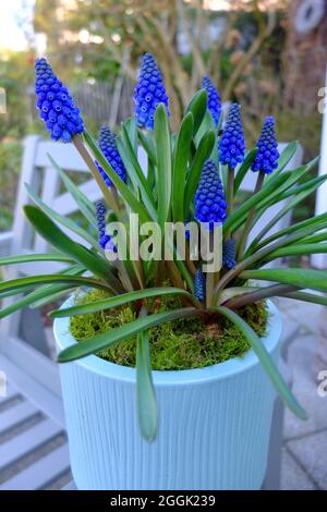 Muscari bleu (jacinthe de raisin) dans une casserole Banque D'Images