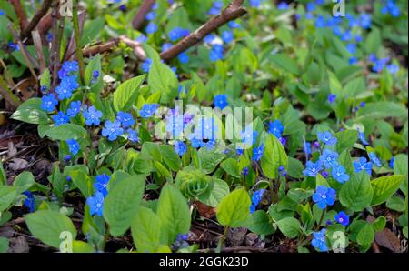 Commémoration (Omphalodes verna) Banque D'Images