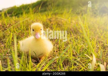 Des canetons mignons le matin sur fond d'herbe verte Banque D'Images