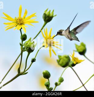 Belle femelle d'oiseau-mouches à gorge rubis planant au-dessus d'une fleur de plante de quai de prairie à la recherche de nectar. Banque D'Images