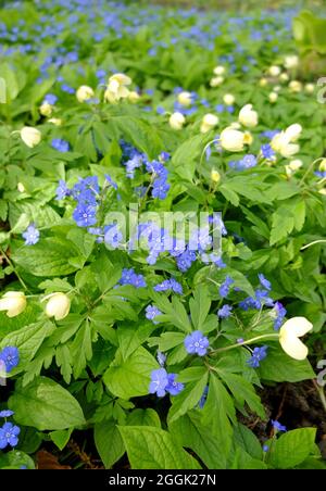 Anémone jaune (anémone x lipsiensis) 'pallida' avec bleu mémorial (Omphalodes verna) Banque D'Images