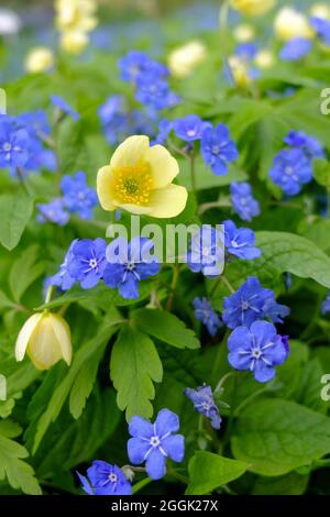 Anémone jaune (anémone x lipsiensis) 'pallida' avec bleu mémorial (Omphalodes verna) Banque D'Images