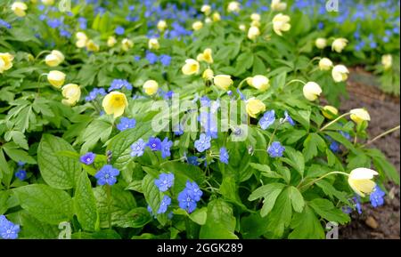 Anémone jaune (anémone x lipsiensis) 'pallida' avec bleu mémorial (Omphalodes verna) Banque D'Images