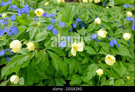 Anémone jaune (anémone x lipsiensis) 'pallida' avec bleu mémorial (Omphalodes verna) Banque D'Images