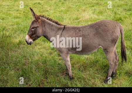 Genk, Belgique - 11 août 2021 : Domein Bokrijk. Gros plan d'un âne brunâtre gris debout dans un pâturage vert. Banque D'Images