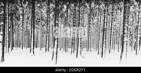 Forêt d'hiver, Monschau, Allemagne Banque D'Images
