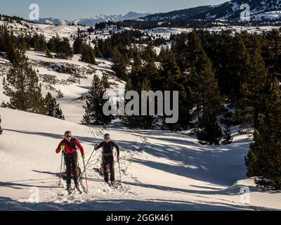 Ski avec luge de pâte à papier à travers la réserve naturelle de la Réserve naturelle des hauts plateaux du Vercors Banque D'Images