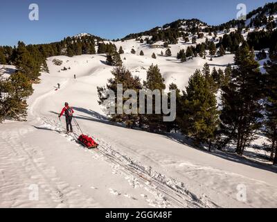 Ski avec luge de pâte à papier à travers la réserve naturelle de la Réserve naturelle des hauts plateaux du Vercors Banque D'Images