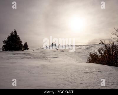 Deux skieurs lors d'une visite de ski avec des traîneaux de pulka à travers la réserve naturelle de la Réserve naturelle des hauts plateaux du Vercors, ascension au Col du Rousset Banque D'Images