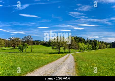 Allemagne, Bavière, haute-Bavière, Pfaffenwinkel, Obersöchering, Paysage de printemps près de Habasching Banque D'Images