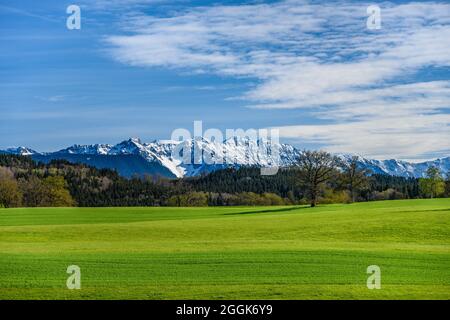 Allemagne, Bavière, haute-Bavière, Pfaffenwinkel, Obersöchering, Paysage de printemps près de Habaching contre Estergebirge Banque D'Images