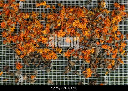 Vue de dessus de Calendula d'orange séché fleurs du jardin sur filet authentique Banque D'Images