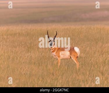 Un buck à pronghorn se tient dans la lumière du soir du Wyoming. Banque D'Images