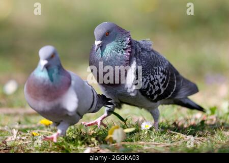 Pigeons urbains (Columba livia forma domestica) courting, Allemagne, Banque D'Images