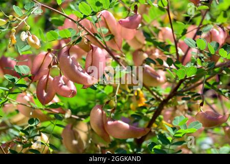 Vessie-senna, Gelbe Blasenstrauch, pukkanó dudafürt, Colutea arborescens, Hongrie, Magyarország, Europe Banque D'Images