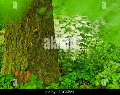 Europe, Allemagne, Rhénanie-du-Nord-Westphalie, Netphen, Lahnhof, Lahnquelle (Quelltopf) Banque D'Images