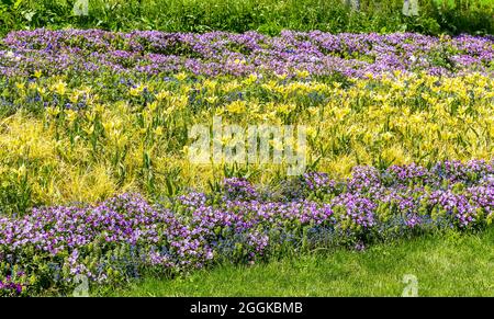 Lits surélevés avec tulipes jaunes et vertes, pansies pourpres, oublis bleus, inspiration nature, State Garden Show, Ingolstadt 2020, New Term 2021, Ingolstadt, Bavière, Allemagne, Europe Banque D'Images