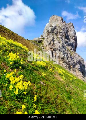 Auricula (Primula auricula) pousse particulièrement dans les Alpes Limestone Banque D'Images