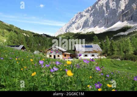 Haller Anger, Halleranger Alm, ferme, en arrière-plan les contreforts de Speckkarspitze, Autriche, Tyrol, Karwendel, région de montagne, Montagnes, Karwendel montagnes, chaîne de montagnes, zone de randonnée, chemin, randonnée, soleil, extérieur, fleurs alpines Banque D'Images