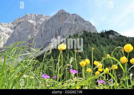 Fleurs alpines sur l'Anger Haller, Alm Halleranger, en arrière-plan les contreforts de Speckkarspitze, Autriche, Tyrol, Karwendel, région de montagne, Montagnes, Karwendel montagnes, chaîne de montagnes, zone de randonnée, chemin, randonnée, soleil, extérieur, fleurs alpines Banque D'Images