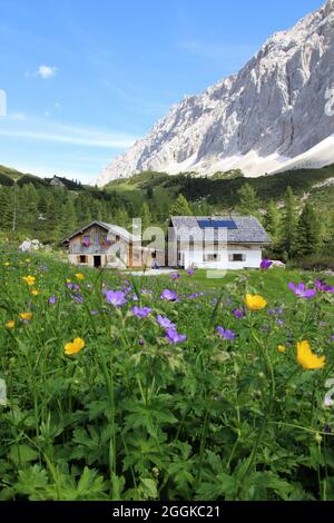 Haller Anger, Halleranger Alm, ferme, en arrière-plan les contreforts de Speckkarspitze, Autriche, Tyrol, Karwendel, région de montagne, Montagnes, Karwendel montagnes, chaîne de montagnes, zone de randonnée, chemin, randonnée, soleil, extérieur, fleurs alpines Banque D'Images