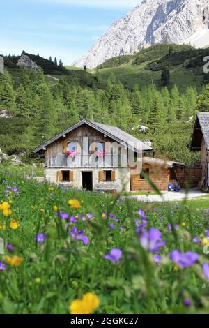 Haller Anger, Halleranger Alm, ferme, en arrière-plan les contreforts de Speckkarspitze, Autriche, Tyrol, Karwendel, région de montagne, Montagnes, Karwendel montagnes, chaîne de montagnes, zone de randonnée, chemin, randonnée, soleil, extérieur, fleurs alpines Banque D'Images