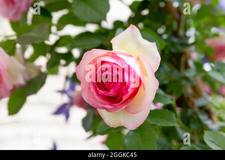 Rose, Flower Hall, inspiration nature, State Garden Show, Ingolstadt 2020, New Term 2021, Ingolstadt, Bavière, Allemagne, Europe Banque D'Images