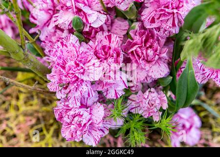 Carnaval, Flower Hall, inspiration nature, State Garden Show, Ingolstadt 2020, New Term 2021, Ingolstadt, Bavière, Allemagne, Europe Banque D'Images