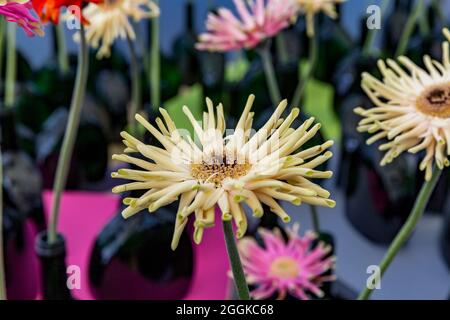 Gerbera, individuellement en bouteilles, Flower Hall, inspiration nature, State Garden Show, Ingolstadt 2020, New Term 2021, Ingolstadt, Bavière, Allemagne, Europe Banque D'Images