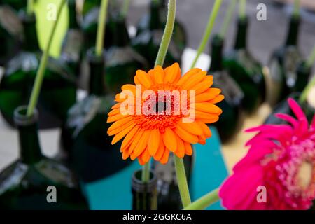 Gerbera, individuellement en bouteilles, Flower Hall, inspiration nature, State Garden Show, Ingolstadt 2020, New Term 2021, Ingolstadt, Bavière, Allemagne, Europe Banque D'Images