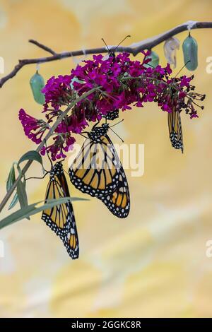 Papillons monarques, Danaus plexippuson, et chrysalis diverses étapes buisson de papillon Banque D'Images