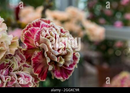 Carnaval, Flower Hall, inspiration nature, State Garden Show, Ingolstadt 2020, New Term 2021, Ingolstadt, Bavière, Allemagne, Europe Banque D'Images