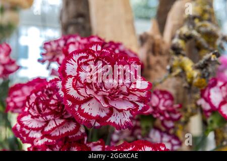 Carnaval, Flower Hall, inspiration nature, State Garden Show, Ingolstadt 2020, New Term 2021, Ingolstadt, Bavière, Allemagne, Europe Banque D'Images