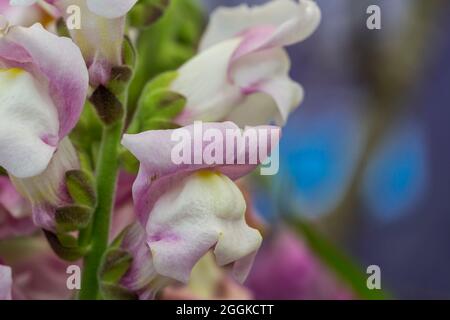 Big Snapdragon, Antirrhinum majus, Flower Hall, inspiration nature, State Garden Show, Ingolstadt 2020, New Term 2021, Ingolstadt, Bavière, Allemagne, Europe Banque D'Images