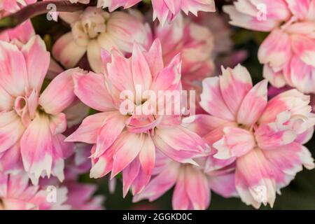 Carnaval, Flower Hall, inspiration nature, State Garden Show, Ingolstadt 2020, New Term 2021, Ingolstadt, Bavière, Allemagne, Europe Banque D'Images