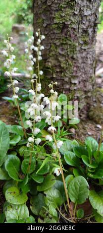 Pyrola rotundifolia vert hivernal à feuilles rondes Banque D'Images