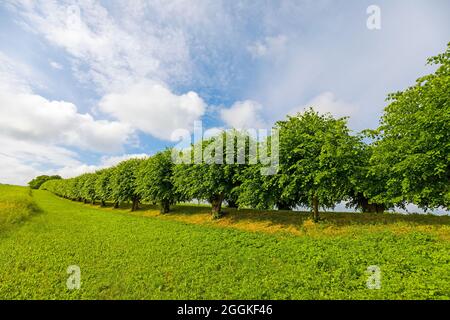 Festonallee, Königs-Linden, Klütz, Mecklenburg-Poméranie occidentale, Allemagne Banque D'Images