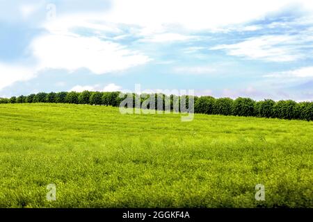 Festonallee, Königs-Linden, Klütz, Mecklenburg-Poméranie occidentale, Allemagne Banque D'Images