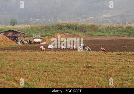 tribus des collines plantant du riz à la main Thaton, Thaïlande Novembre Banque D'Images