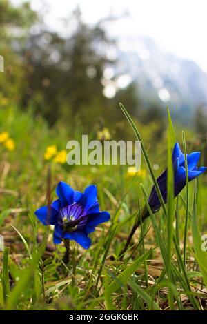 gentiane en fleurs sur un pré de montagne Banque D'Images