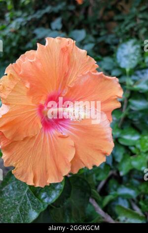 L'hibiscus rose (Hibiscus rosa-sinensis) 'soleil musc' Banque D'Images