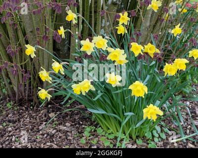 Jonquilles jaunes (Narcisse pseudocronarcisse) sous le hêtre (Fagus sylvatica 'Purpurea') Banque D'Images