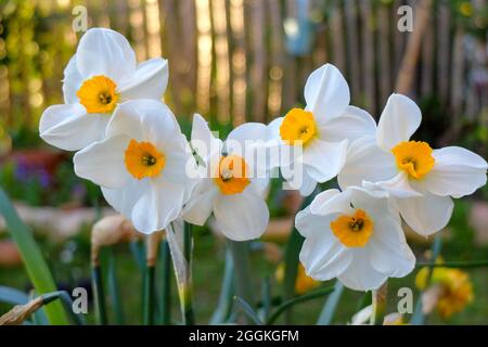 Jonquille à grand couronne, Narcissus 'accent' Banque D'Images