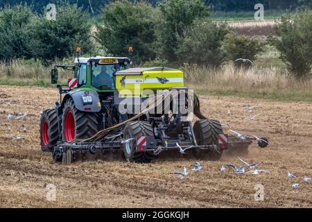 Goélands suivant un tracteur Fendt tirant une perceuse EasyDrill à alimentation pneumatique Sky, travaillant dans un champ de Norfolk. Fin de l'été. Banque D'Images