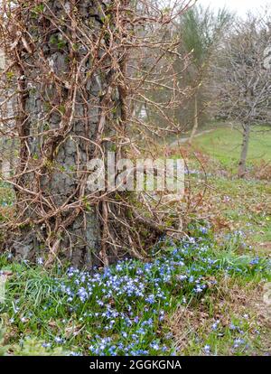 La neige bleue brillera (Chionodoxa, Schneestolz, Sternhyacinthe) sous l'hortensia grimpant (Hydrangea petiolaris) Banque D'Images